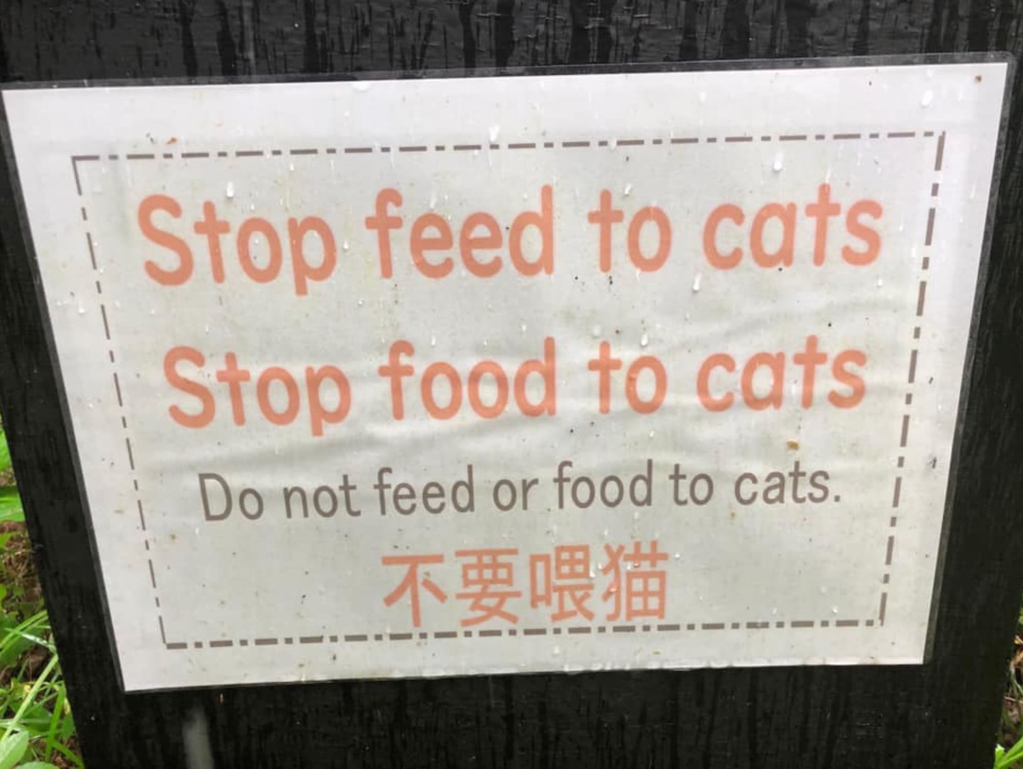 do not feed or food the cats - Stop feed to cats Stop food to cats Do not feed or food to cats.